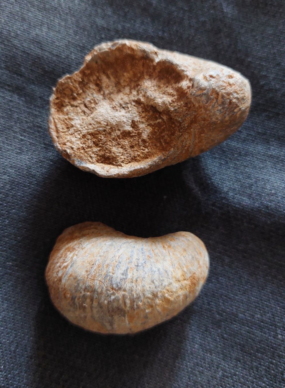 Fossili: Versteinerungen: Austern – Usato da Schaffhausen venduto da Rosenmund 2