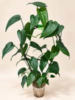 Monstera siltepecana – an Rankhilfe 🌿