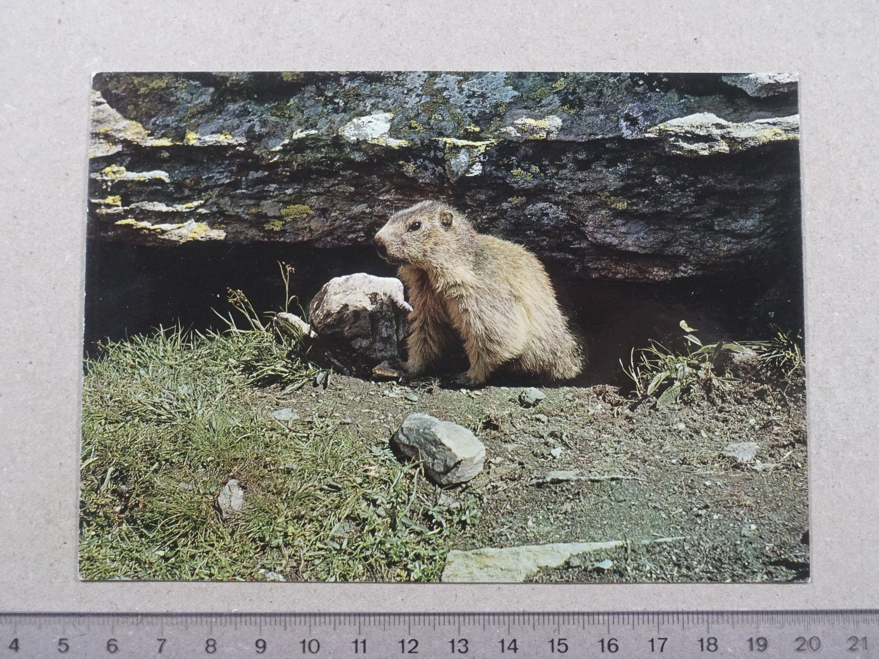 Ansichtskarten: Murmeltier – Gebraucht aus Lenzburg von fh1