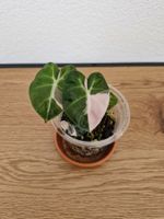 Alocasia balloon heart pink variegata #2