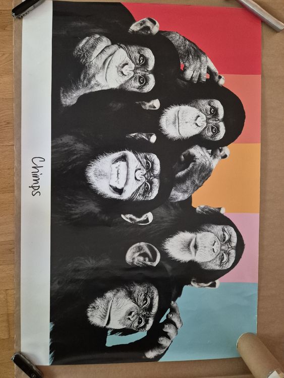 Posters & Illustrations: Chimps Bild – D'occasion à Zürich par Chiara_ 1