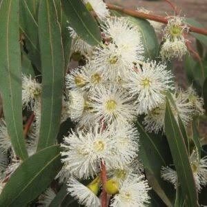 Piante & sementi: Ruten, Manna Eucalyptus - Eucalyptus viminalis - 50 Samen – Nuovo e nell'imballaggio originale da Sumiswald venduto da Cham14558 2