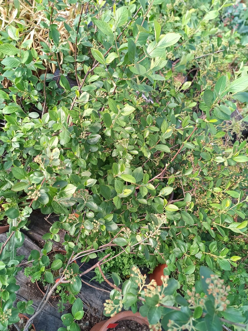 Piante & sementi: Super Frucht Aronia-Beere – Nuovo (secondo la descrizione) da Zug venduto da SirGoldFish