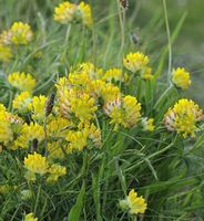 Wundklee/ für Biene, Hummel & Schmetterlinge /15 Samen