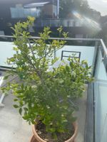 Zitronenbaum