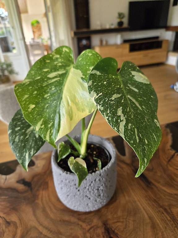 Piante & sementi: Monstera deliciosa Thai Constellation – Usato da Jona venduto da pau_g7rc 3