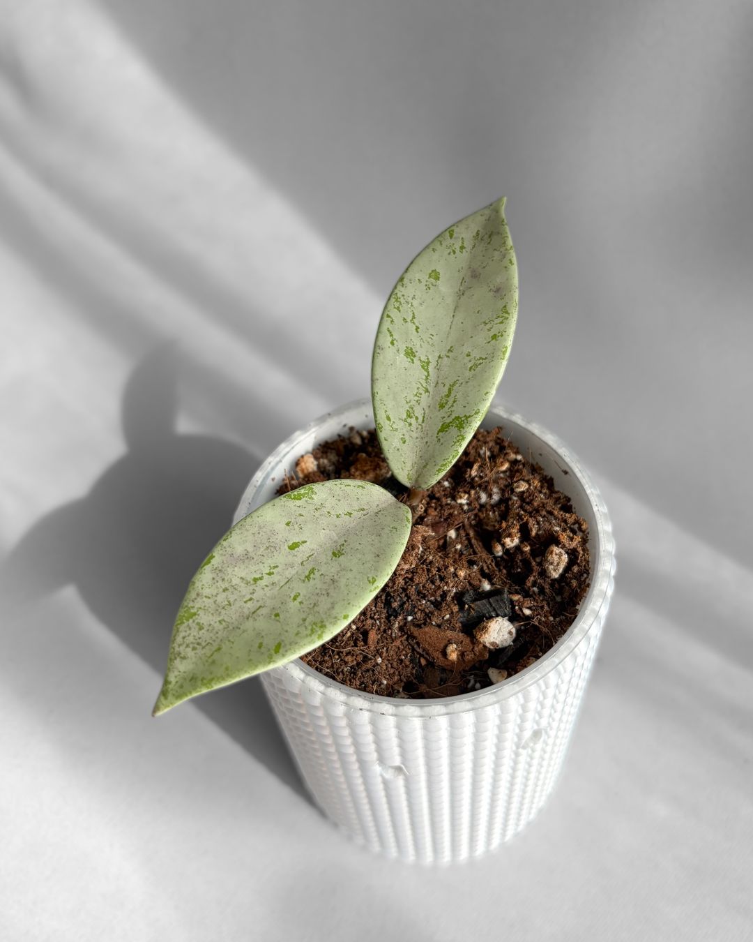 Pflanzen & Samen: Hoya Pubicalyx Pink Silver Ghost – Neu (gemäss Beschreibung) aus Seuzach von animaplants