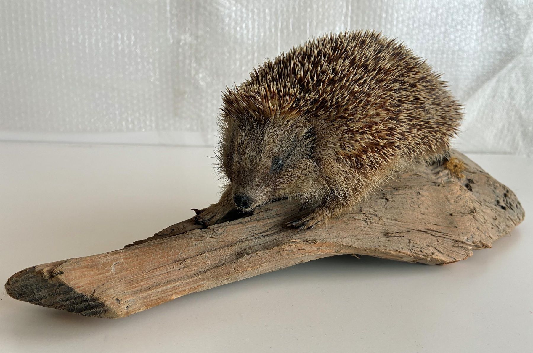Monde des animaux: Süsser Igel – D'occasion à Bäretswil par robsonantik