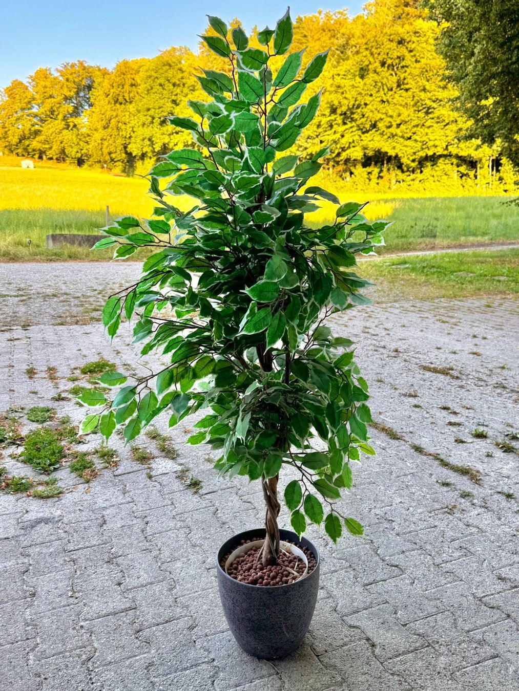 Pflanzen & Samen: Ficus Benjamina variegata im Topf ca. 150 cm – Gebraucht aus Hunzenschwil von foe_z7s9 1