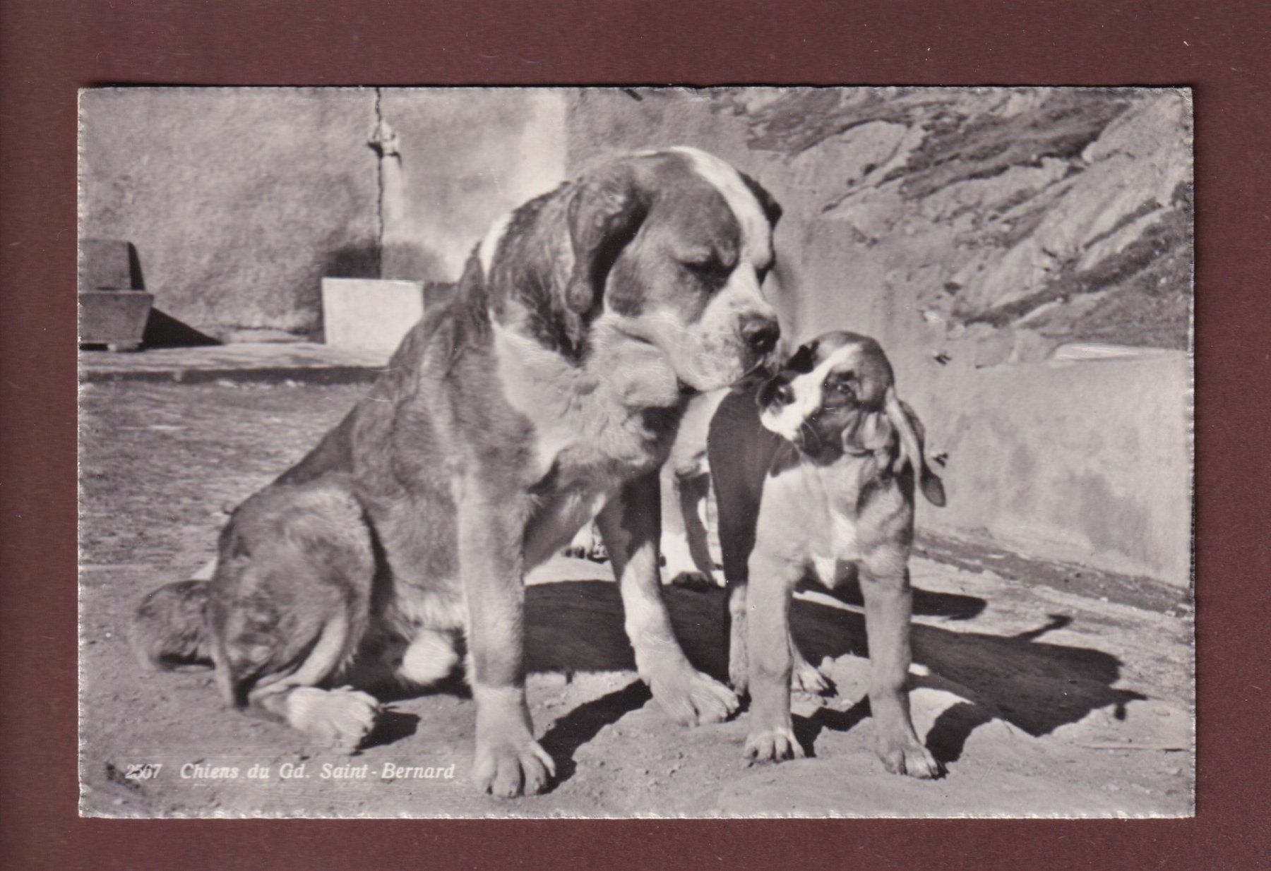 Cartoline postali: GRAND-SAINT-BERNARD - Les Chiens – Usato da Pully venduto da nicecards