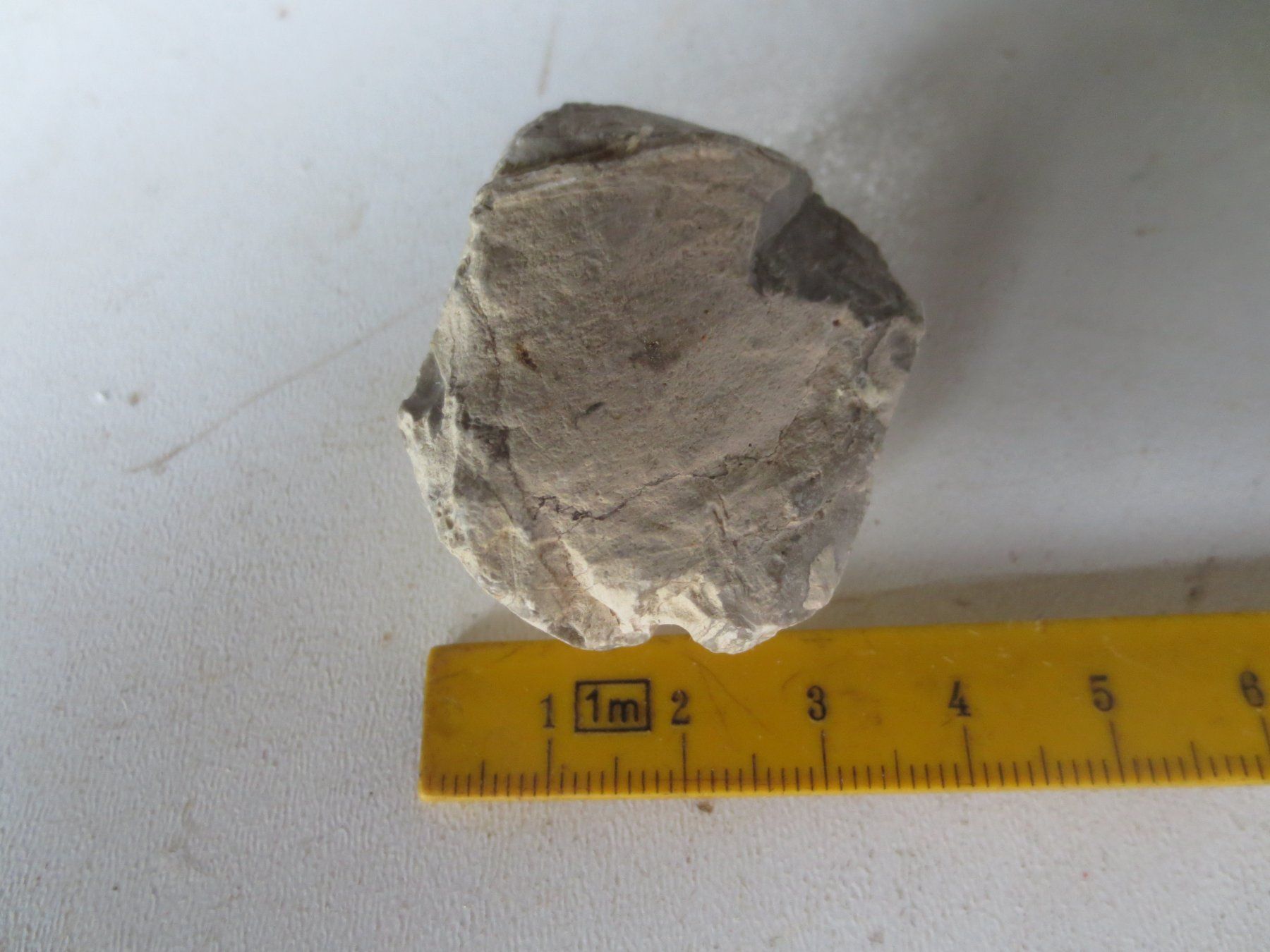 Fossili: Versteinerungen schpeziel – Usato da Weier im Emmental venduto da waefler03 2