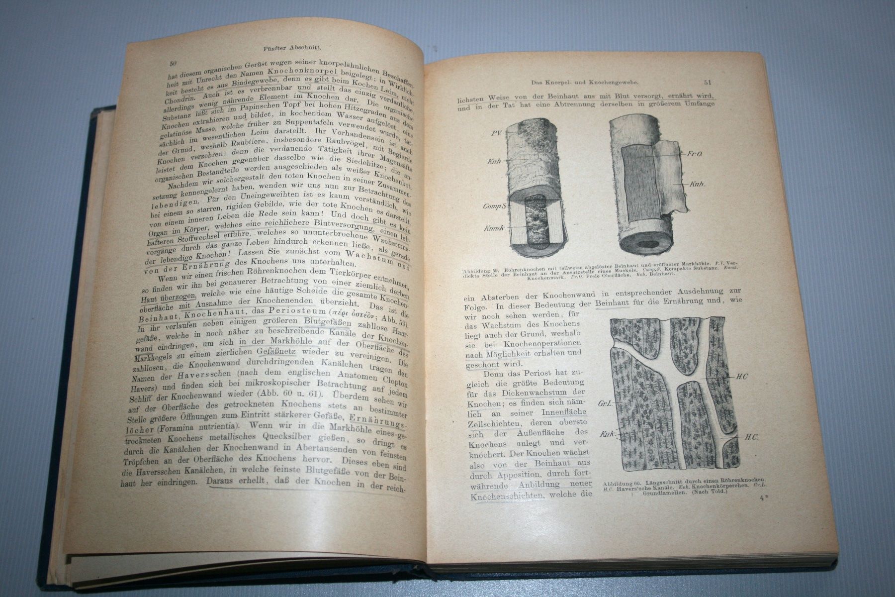 Libri: Disselhorst: Anatomie & Physiologie der Haussäugetiere, 1921 – Usato da Schaffhausen venduto da Kartenprofi 3