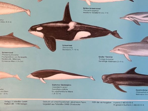 Foto & Immagini: Schulwandbild / Naturtafel: Wale – Usato da Aarau venduto da Naturama_Aargau 3