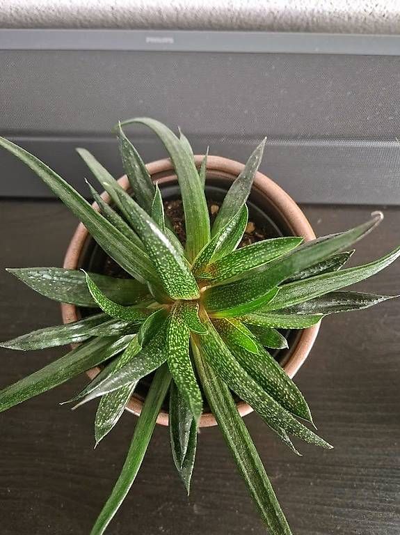 Piante & sementi: Succulent with the pot – Usato da Dübendorf venduto da Olenaaa 2