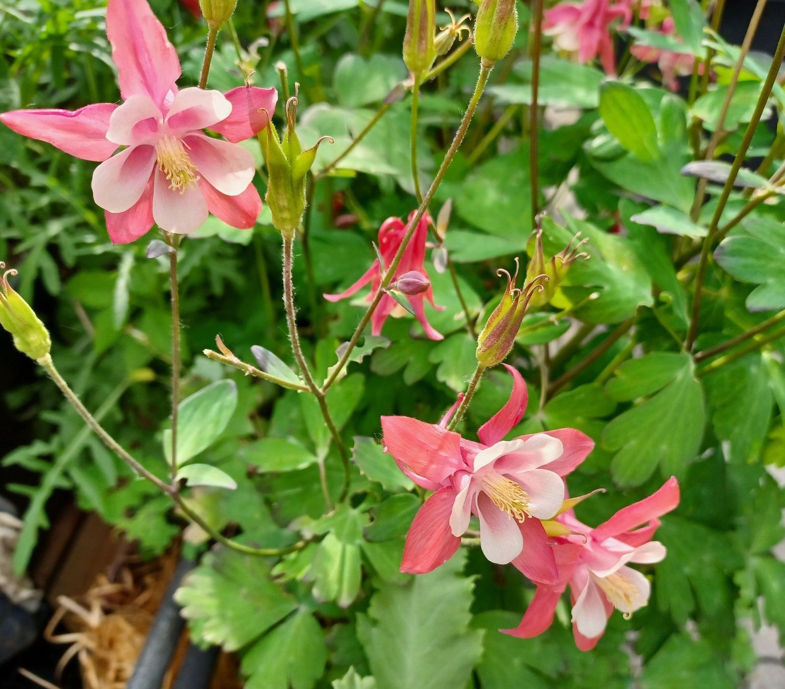 Piante & sementi: Samen  Akelei  Weiss/Rosa  15Stk. – Usato da Schwaderloch venduto da bademeister79 1