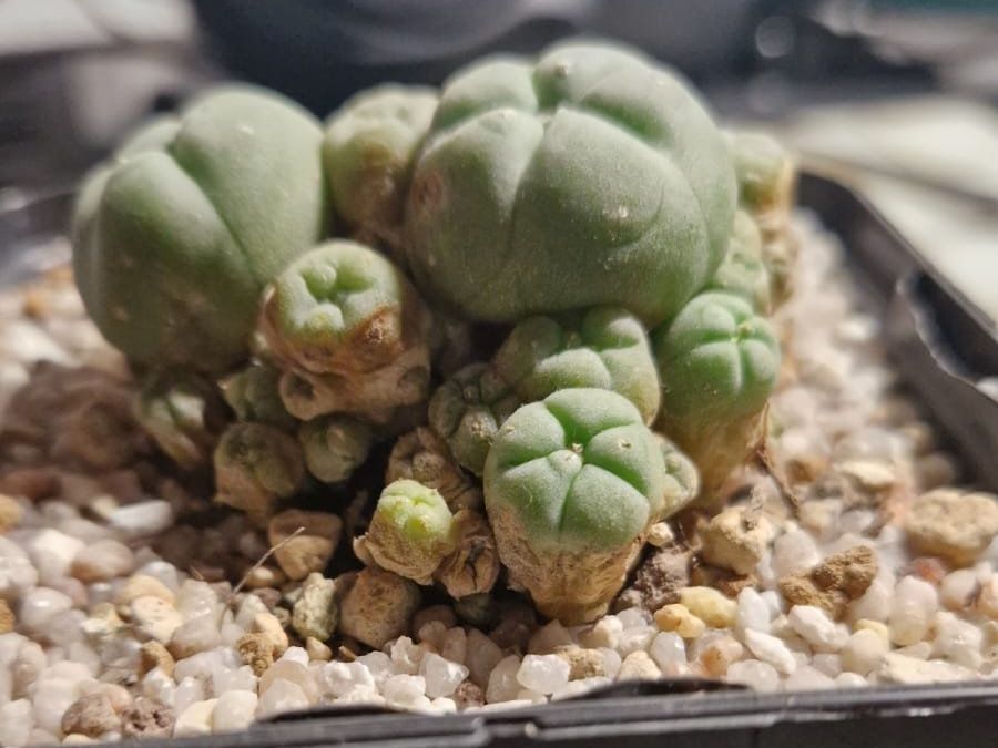 Pflanzen & Samen: Lophophora Sp. var. Caespitosa, 6cm Ø – Gebraucht aus Zürich von LophiMaster 2