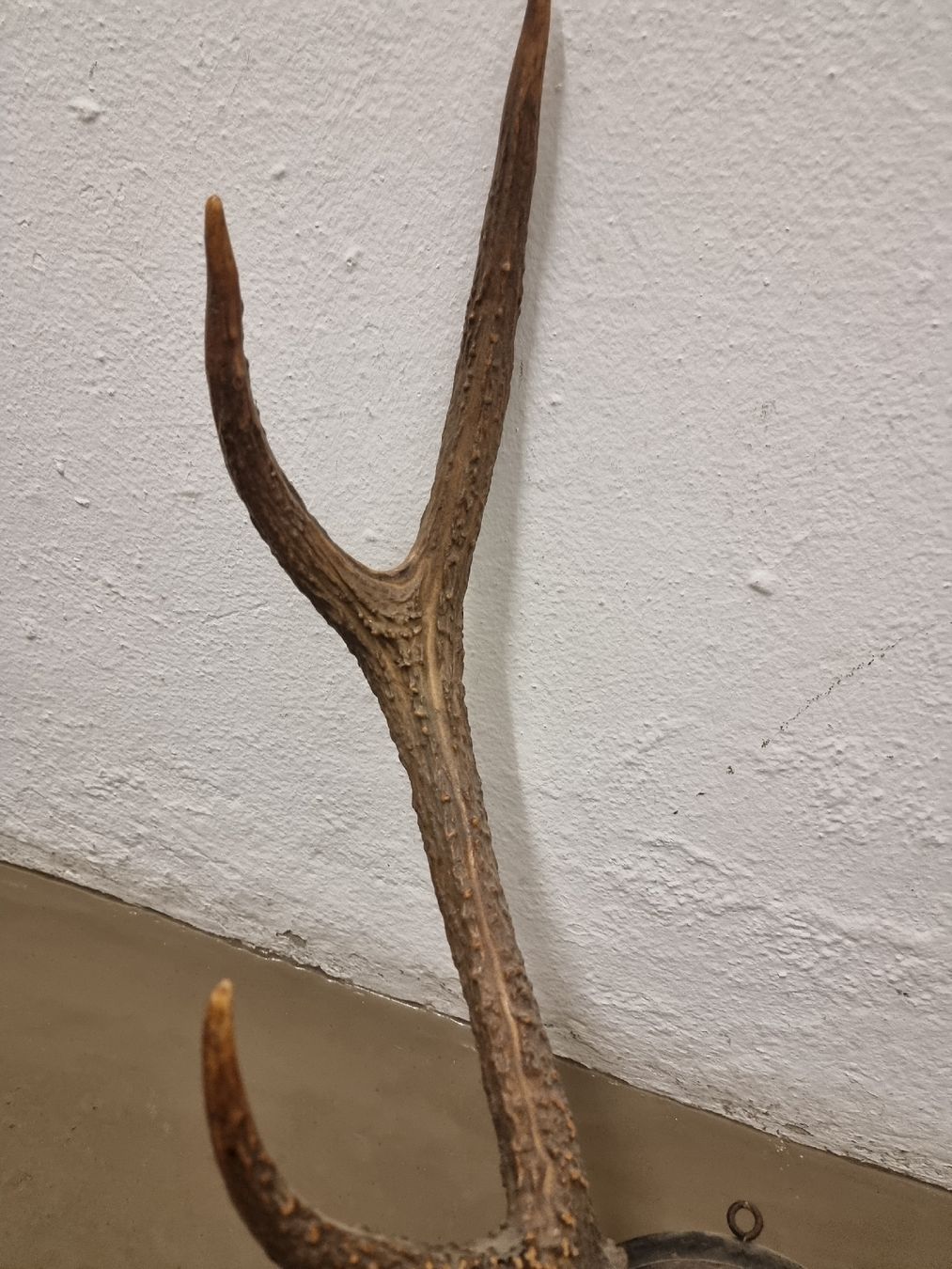Welt der Tiere: Hirschgeweih auf Holzschild, Wanddekoration, Jagdtrophäe. – Gebraucht aus Olten von Mezopotamya 2