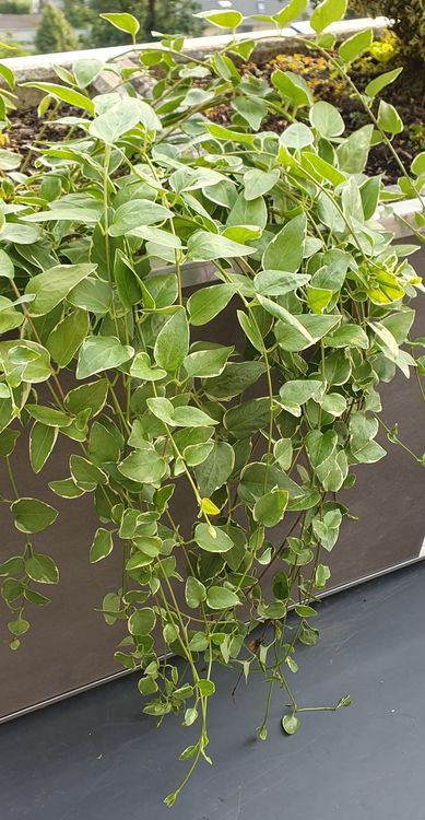 Plantes & graines: Pflanze Bodendecker Variengata immer grün Garten – Neuf (Voir description) à Stansstad par InStyle8