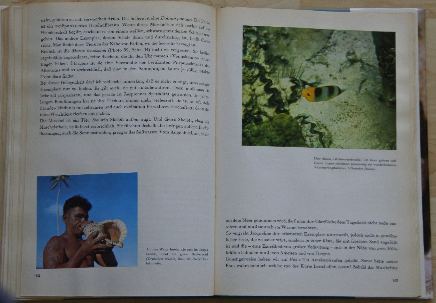 Bücher: In den Korallengärten der Südsee – Gebraucht aus Bäch SZ von Parog 7