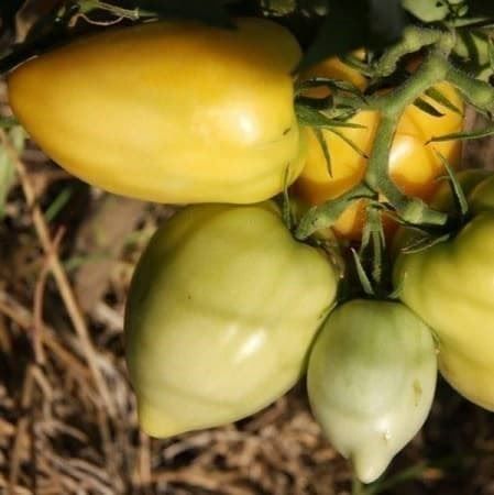 Piante & sementi: Tomates téton de venus Blanche ! 5g – Nuovo (secondo la descrizione) da Bremblens venduto da FIBONACCI369