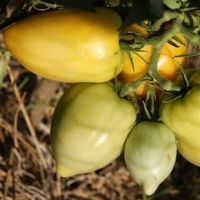 Tomates téton de venus Blanche ! 5g
