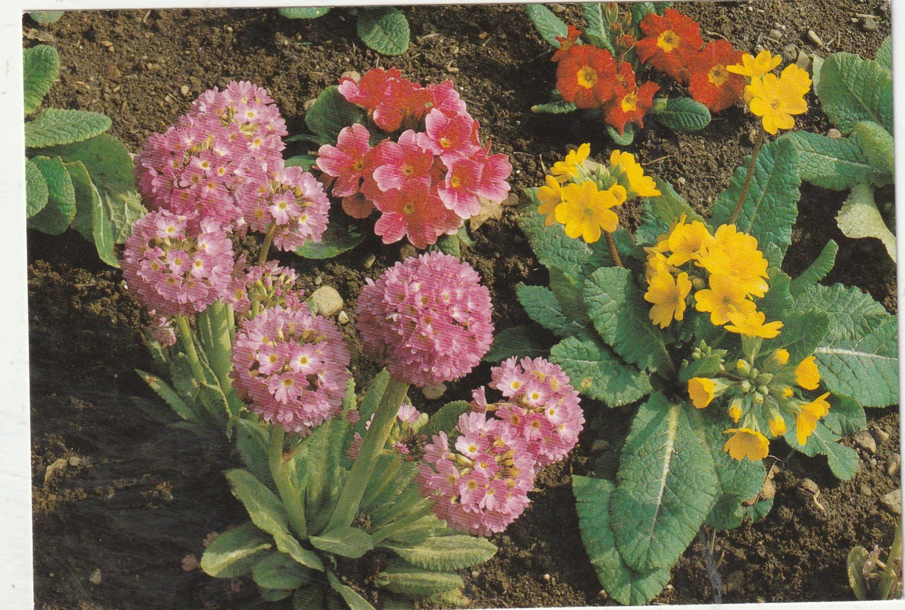 Cartes postales: Blumenkarte – D'occasion à Lumbrein par made02