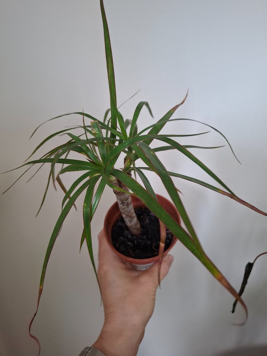 Piante & sementi: Palme Dracaena – Usato da Zürich venduto da esap