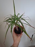Palme Dracaena