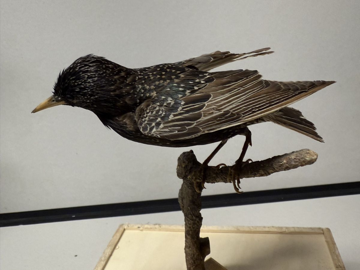 Il mondo degli animali: Vogelpräparat STAR – Usato da Bern venduto da felberunderground