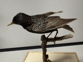 Vogelpräparat STAR