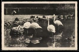 AK Basel, Zoo, Flamingos im Wasser, 1932