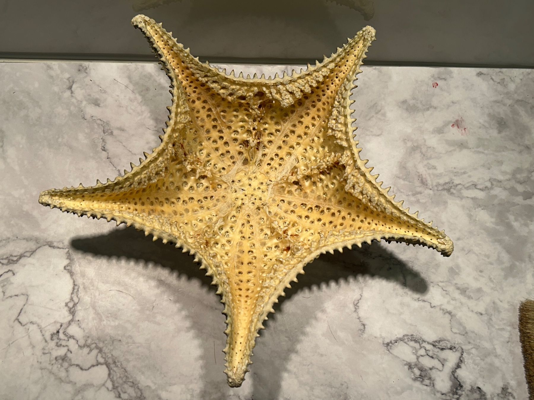 Fossilien: Seestern antik gross – Gebraucht aus Basel von toy_t8bb 3