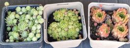 3 Töpfe Hauswurz Sukkulenten Set 3 Pflanzen Zwerg-Hauswurz