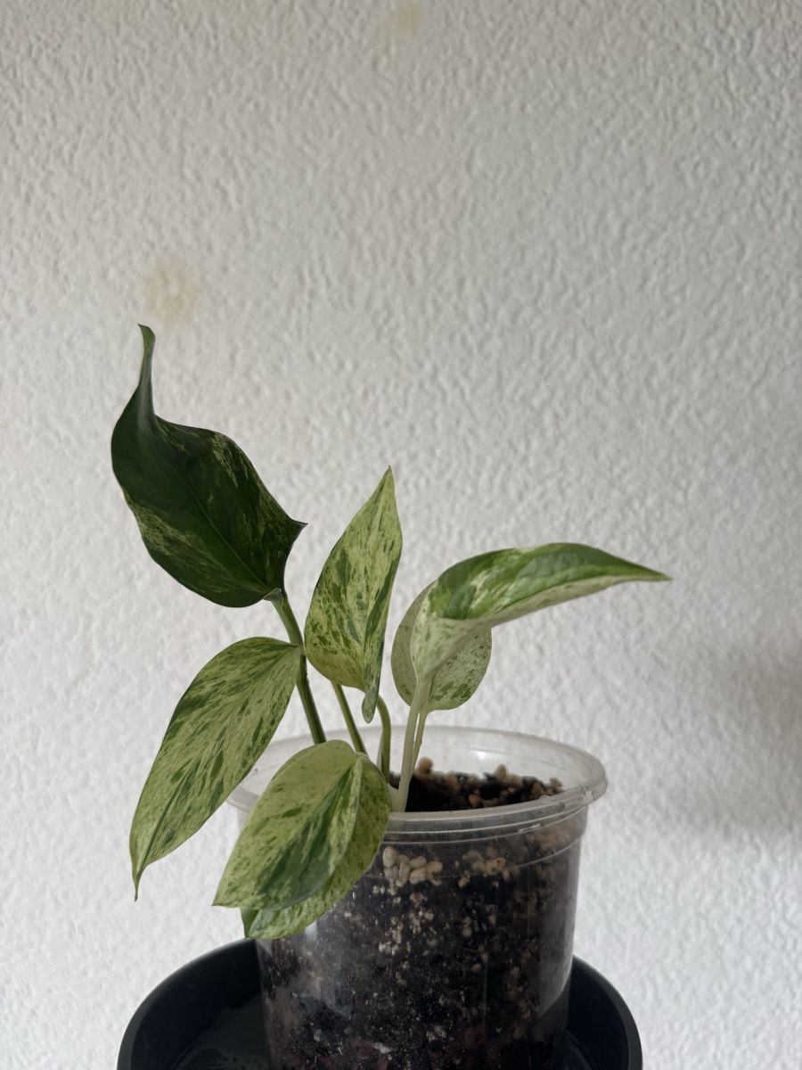 Piante & sementi: Philodendron Marble queen – Nuovo (secondo la descrizione) da Tann venduto da samira.dort 1
