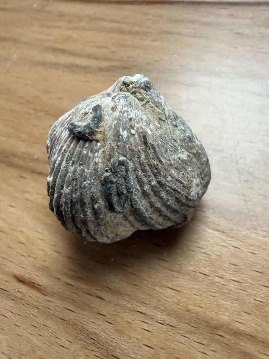 Fossili: fossiler Brachiopode – Usato da Grenchen venduto da Bastet007 5