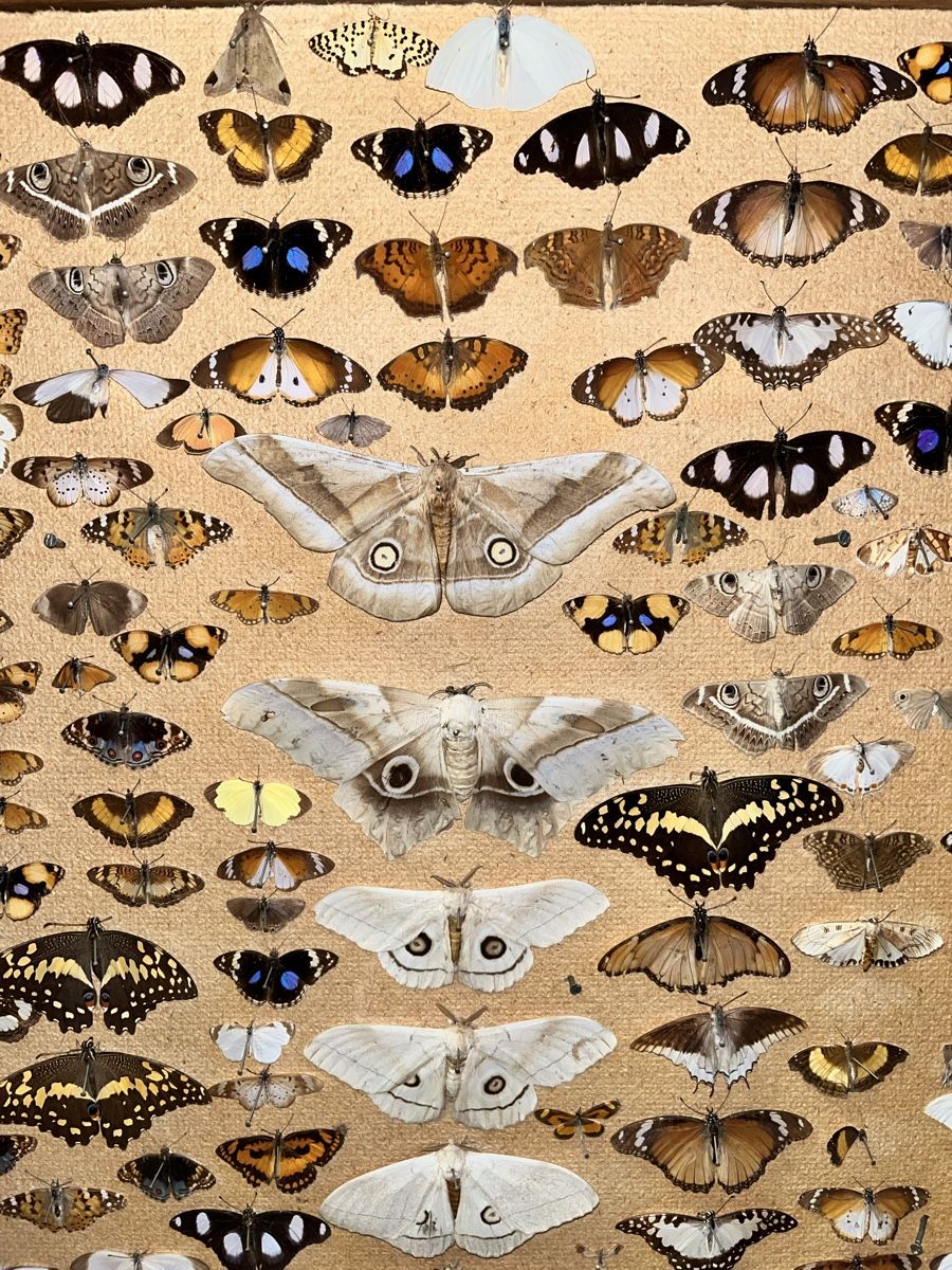 Monde des animaux: Schmetterlinge in Schaukasten – D'occasion à Biel/Bienne par bonx_2504 2