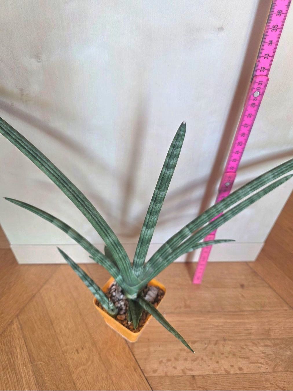 Piante & sementi: Sanseveria cylindrica "Boncellensis" / Seestern Bogenhanf – Nuovo (secondo la descrizione) da Thalheim venduto da silvara01 2
