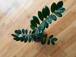 Zamioculcas ( Glücksfeder) im Topf!