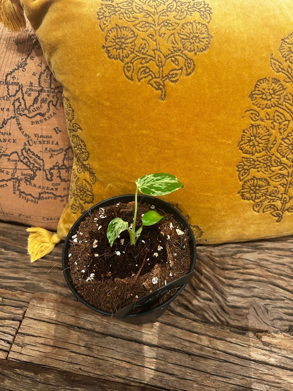Piante & sementi: Monstera Bulbasur💚 – Nuovo e nell'imballaggio originale da Wattwil venduto da Mikesplantshop