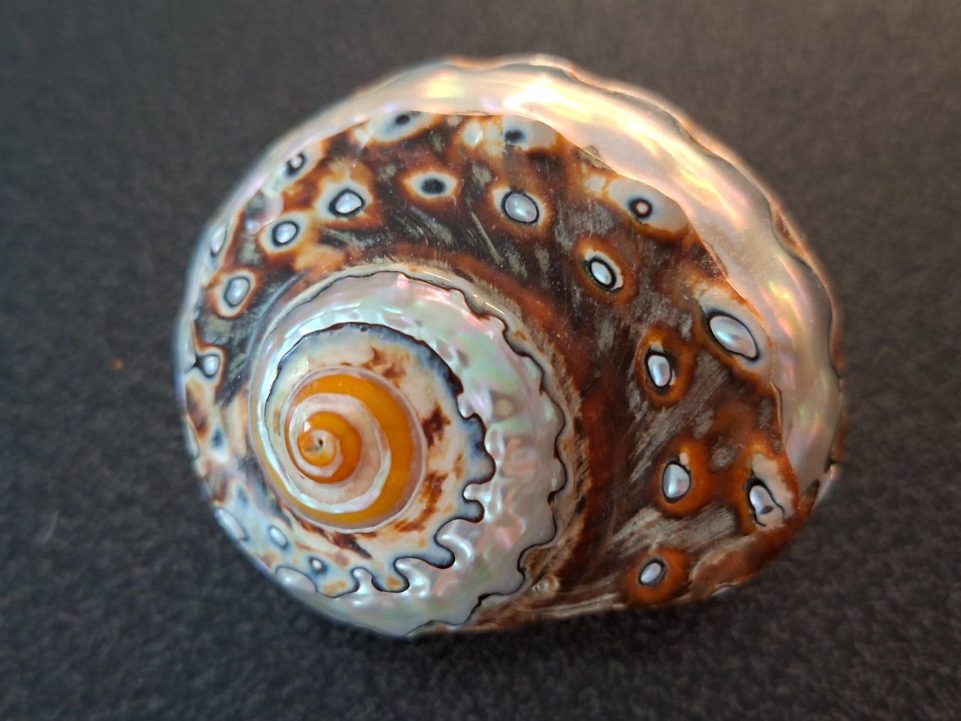 Fossili: Muschel Turbo sarmaticus – Usato da Gattikon venduto da jeansgli