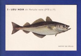 Poisson - LIEU NOIR dit Merluche noire