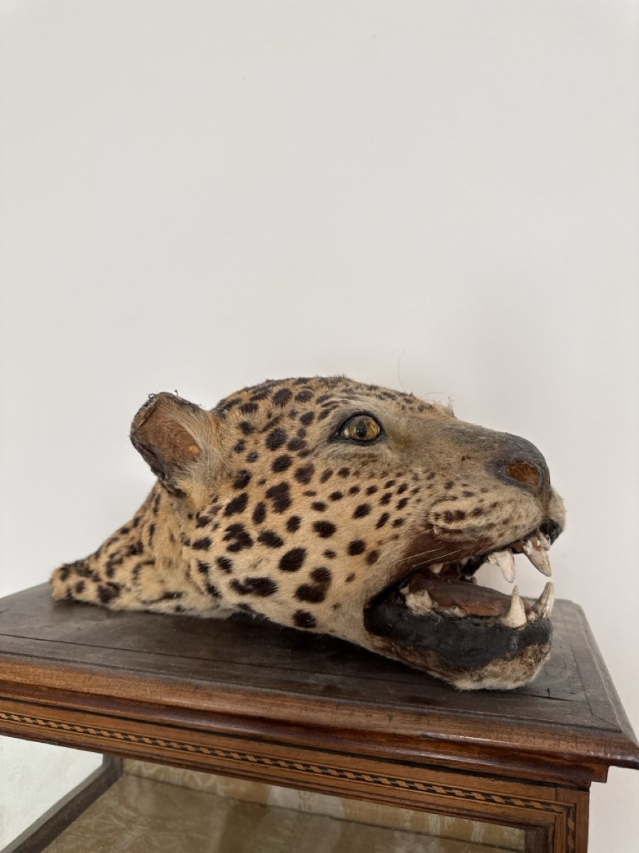 Welt der Tiere: Präparat Leopardenkopf – Gebraucht aus Basel von Ramses1179