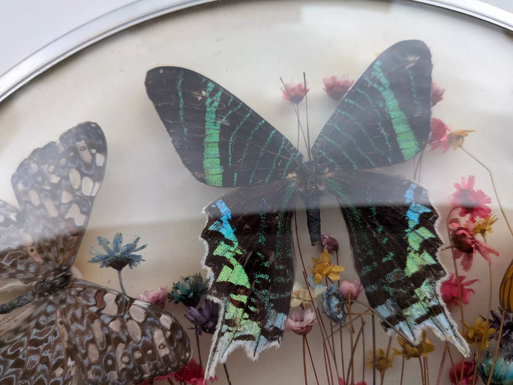 Welt der Tiere: Schmetterlinge – Gebraucht aus Emmen von magelan 4