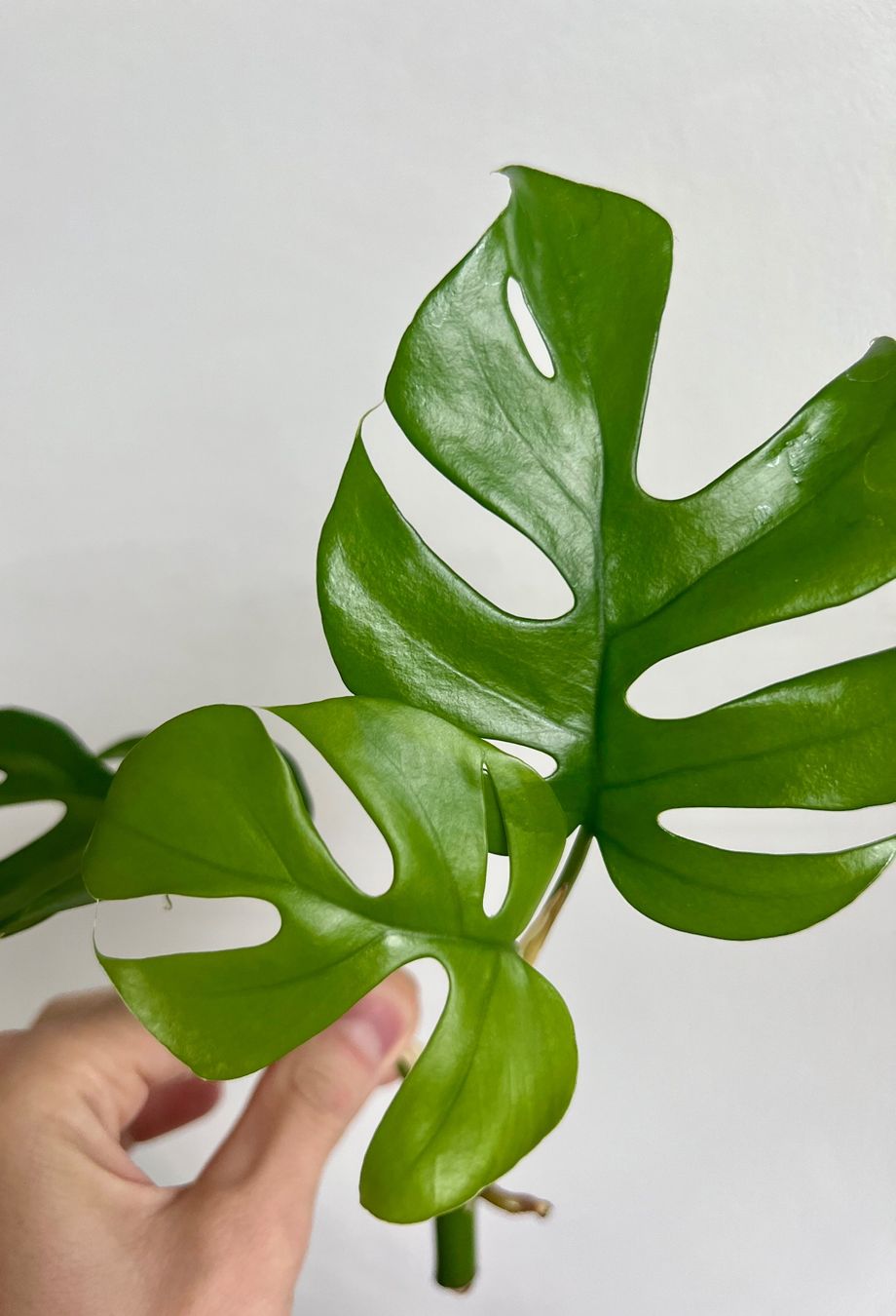 Piante & sementi: Monstera minima, Rhaphidophora tetrasperma Kopfsteckling🤩 – Usato da Glattpark(Opfikon) venduto da ste_n99y 4