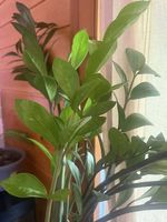 Plante avec plusieurs pieds adulte