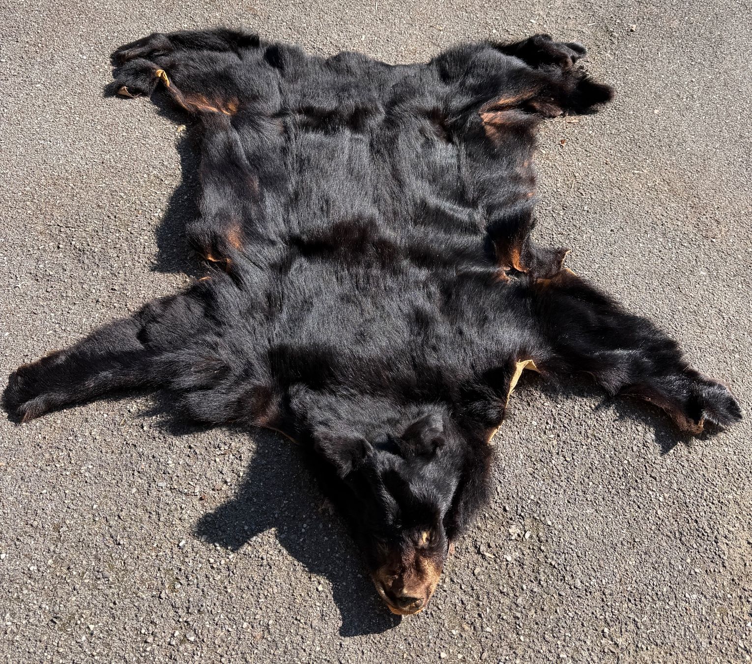 Welt der Tiere: Echtes Bären Fell - Legal – Neu (gemäss Beschreibung) aus Thun von Abalona3600