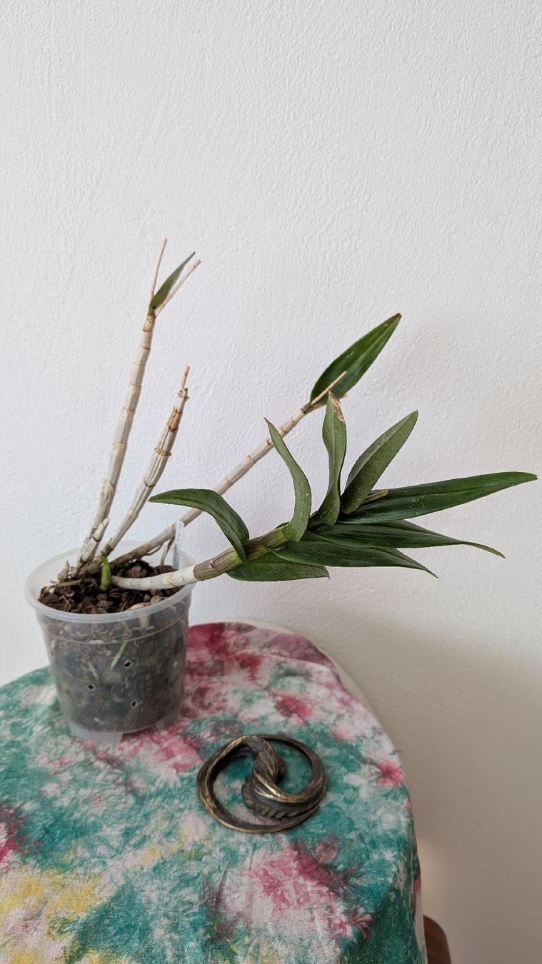 Pflanzen & Samen: Dendrobium 'Biggibum x Phalaenopsis' Orchidee – Gebraucht aus Untervaz von Lyraia