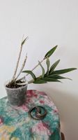 Dendrobium 'Biggibum x Phalaenopsis' Orchidee