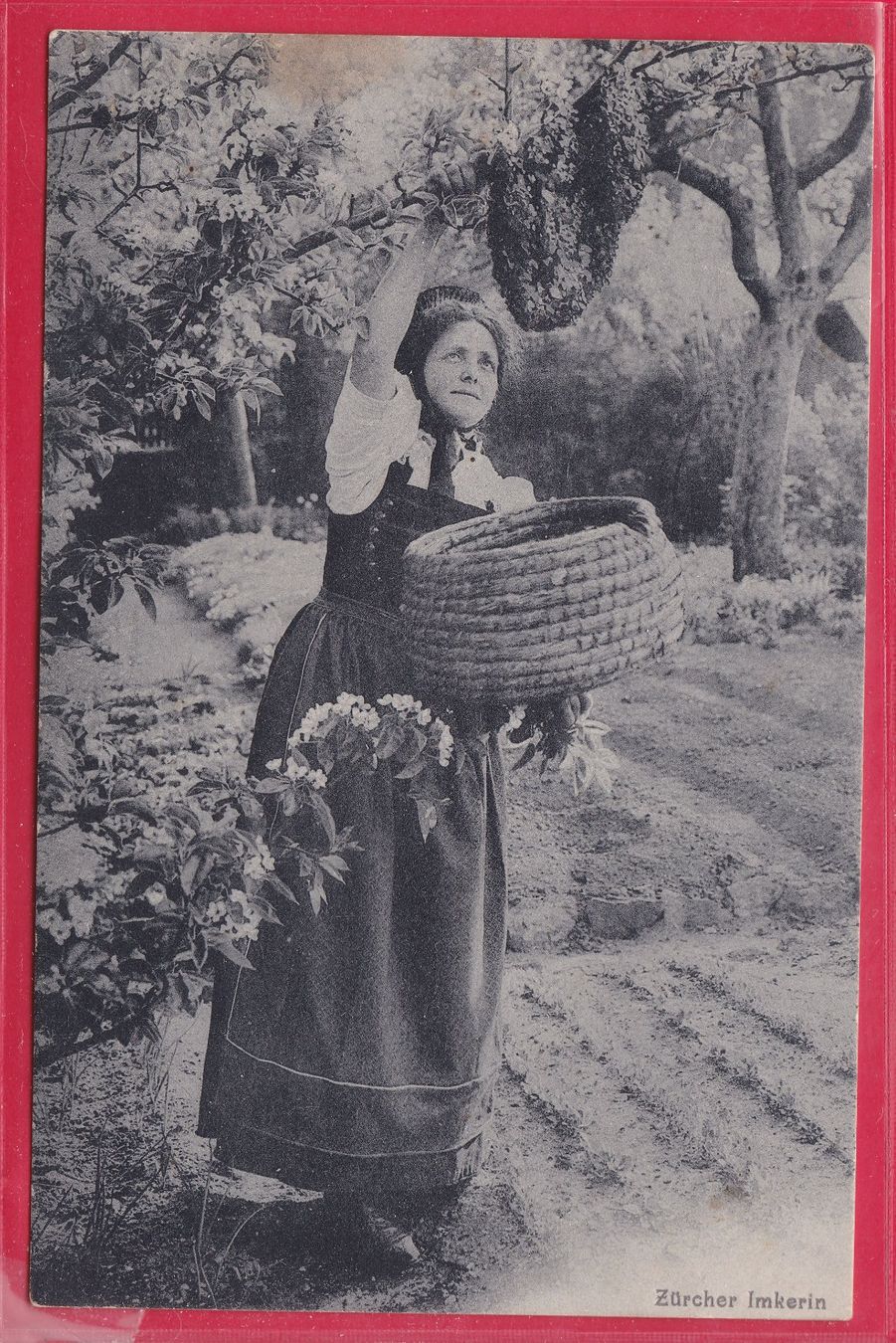 Cartoline postali: ZÜRCHER IMKERIN, 22.9.1907 – Usato da Oberrieden venduto da Gebirgsstelze