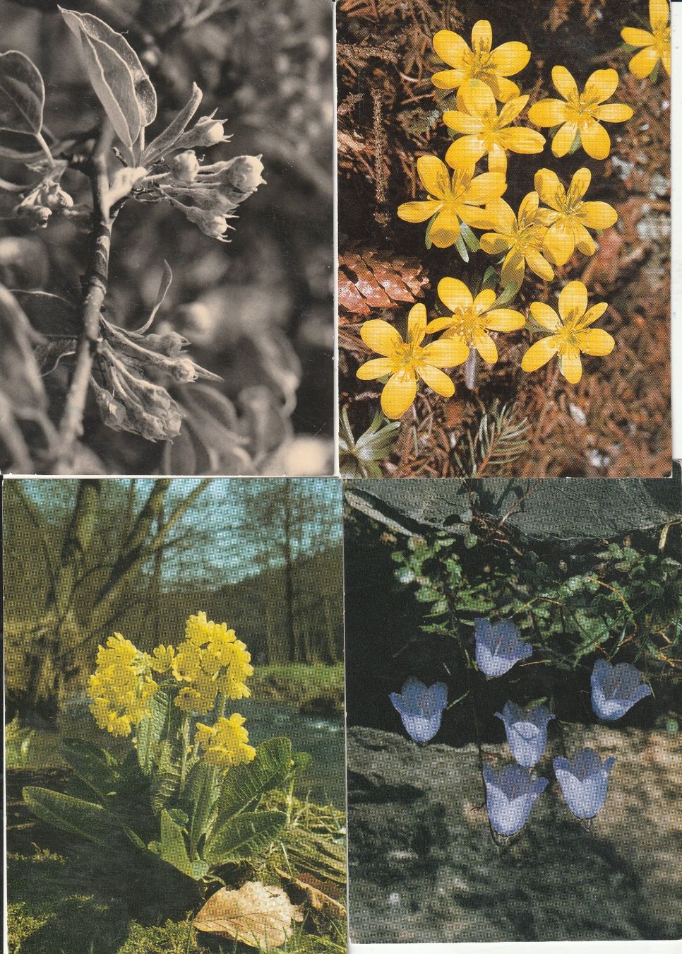 Ansichtskarten: 40 Blumenkarten – Gebraucht aus Lumbrein von made02 6